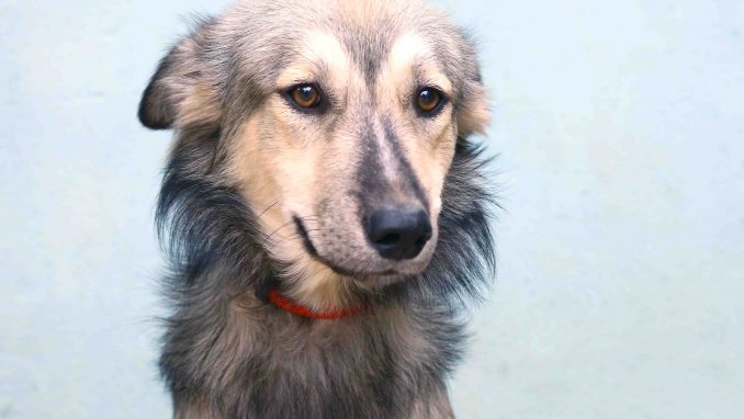 ג'ין כלב לאימוץ אגודת צער בעלי חיים בישראל