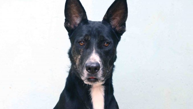 ג'ינה כלבה לאימוץ אגודת עצר בעלי חיים ישראל