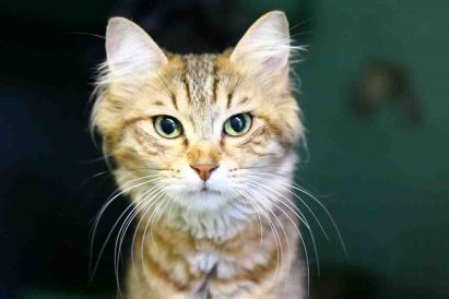 פוקסי חתולה לאימוץ אגודת צער בעלי חיים בישראל