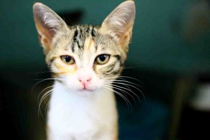 אלזה חתולה לאימוץ אגודת צער בעלי חיים בישראל
