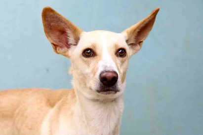 טופי כלב לאימוץ אוגדת צער בעלי חיים בישראל