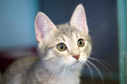 שקירה חתולה לאימוץ אגודת צער בעלי חיים בישראל