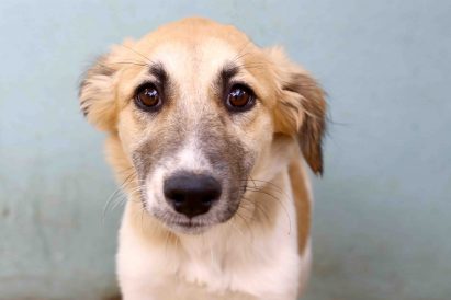 דורי כלבה לאימוץ אגודת צער בעלי חיים בישראל