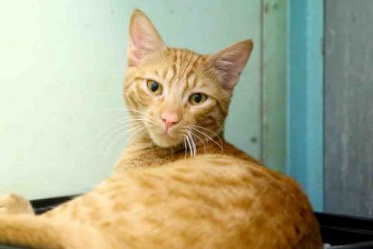 ג'ינג'י חתול לאימוץ אגודת צער בעלי חיים בישראל