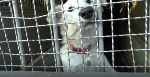 כלבים וחתולים לאימוץ - אגודת צער בעלי חיים בישראל