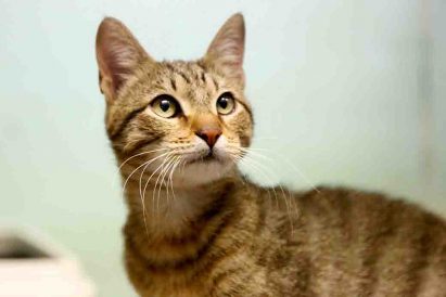 שמוליק חתול לאימוץ אגודת צער בעלי חיים בישראל