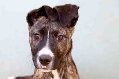 דאוני כלבה לאימוץ אגודת צער בעלי חיים בישראל