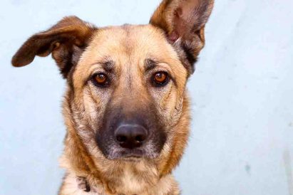 שולה כלבה לאימוץ אגודת צער בעלי חיים בישראל