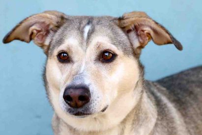 מרגו כלבה לאימוץ אגודת צער בעלי חיים בישראל