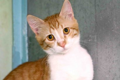 שושו חתול לאימוץ אגודת צער בעלי חיים בישראל