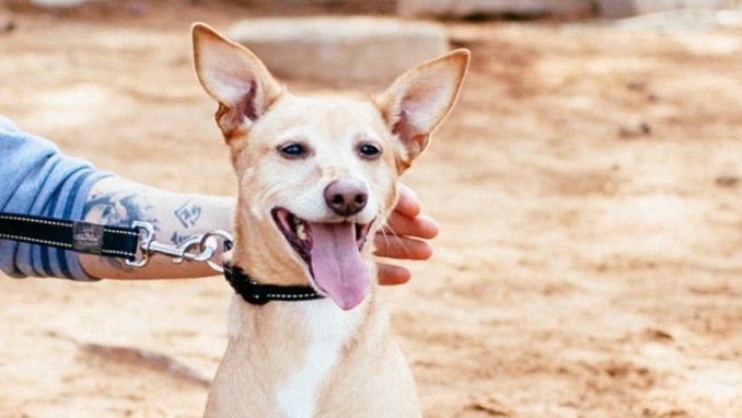 מוניק – כלבה לאימוץ – אגודת צער בעלי חיים בישראל