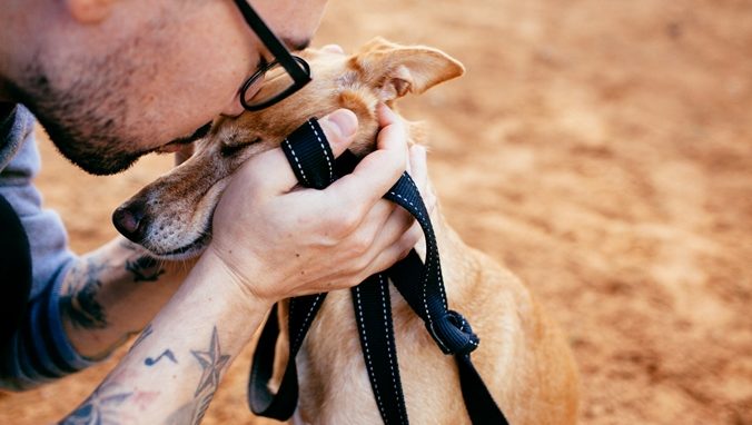 מוניק – כלבה לאימוץ – אגודת צער בעלי חיים בישראל
