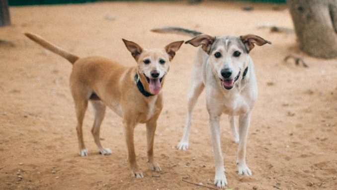 מרגו – כלבה לאימוץ – אגודת צער בעלי חיים בישראל