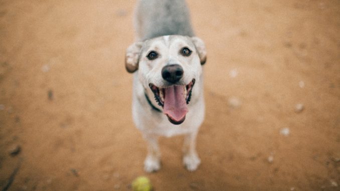 מרגו – כלבה לאימוץ – אגודת צער בעלי חיים בישראל