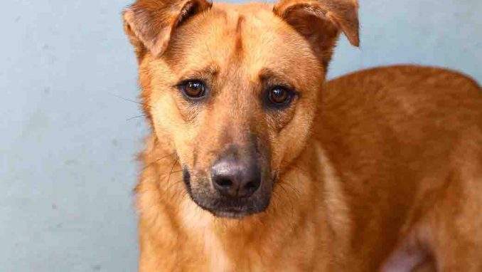 טאקי כלב לאימוץ אגודת צער בעלי חיים בישראל