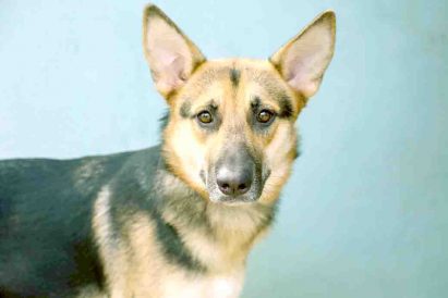 אלפא כלבה לאימוץ אגודת צער בעלי חיים בישראל