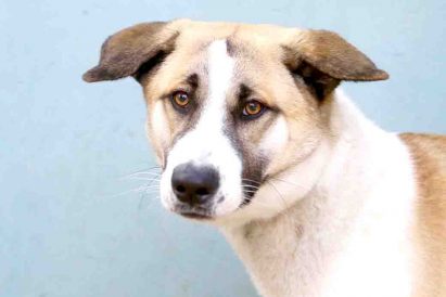 לוקה כלבה לאימוץ אגודת צער בעלי חיים בישראל