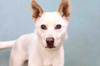 סקאי כלב לאימוץ מאגודת צער בעלי חיים בישראל