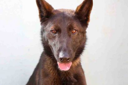 רוי כלב לאימוץ אגודת צער בעלי חיים בישראל