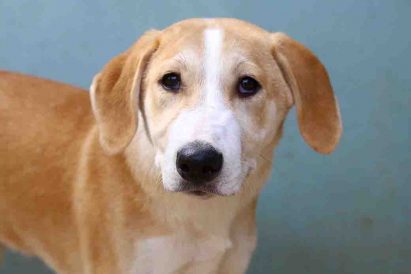 בול כלב לאימוץ אגודת צער בעלי חיים בישראל