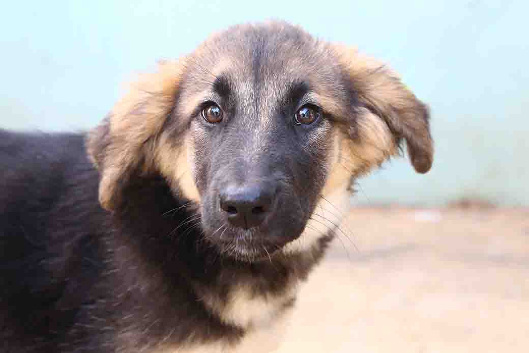 לואיזה כלבה לאימוץ אגודת צער בעלי חיים בישראל