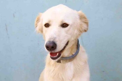 סנדי כלבה לאימוץ אגודת צער בעלי חיים בישראל