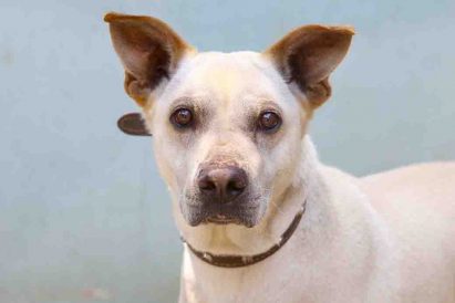 ברי כלב לאימוץ אגודת צער בעלי חיים בישראל