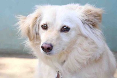 קסם כלב לאימוץ אגודת צער בעלי חיים בישראל