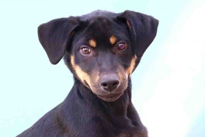 אלזה כלבה לאימוץ אגודת צער בעלי חיים בישראל