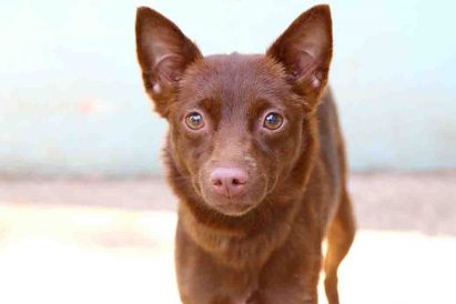 אייס כלבה לאימוץ אגודת צער בעלי חיים בישראל