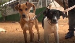 נטישת גורי כלבים - אגודת צער בעלי חיים בישראל