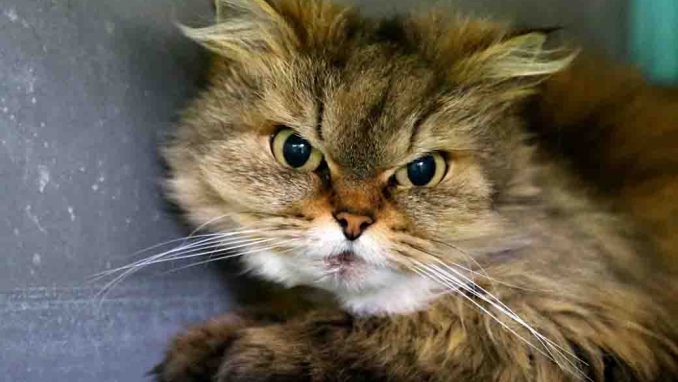 עדינה חתולה לאימוץ אגודת צער בעלי חיים בישראל