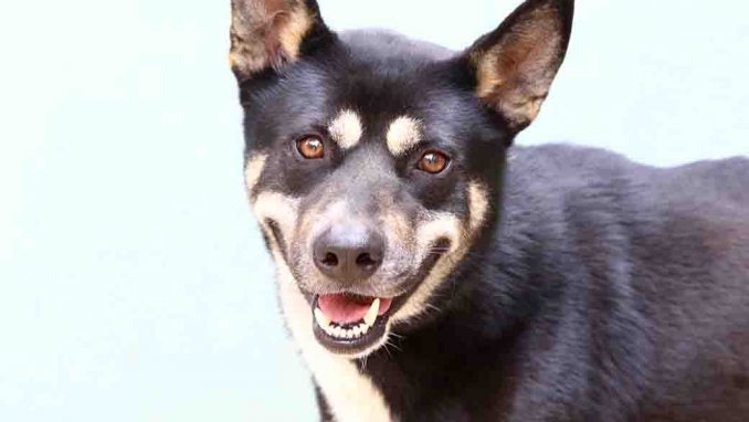 בן כלב לאימוץ אגודת צער בעלי חיים בישראל