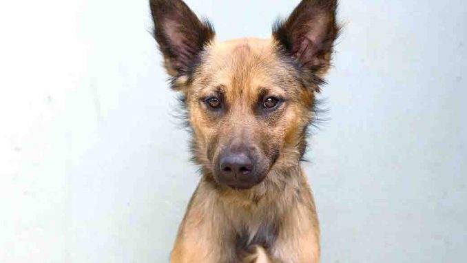 מאווי כלב לאימוץ אגודת צער בעלי חיים בישראל