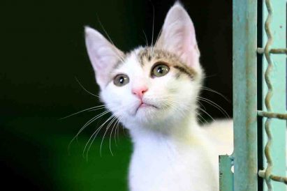 לאטה חתול לאימוץ אגודת צער בעלי חיים בישראל