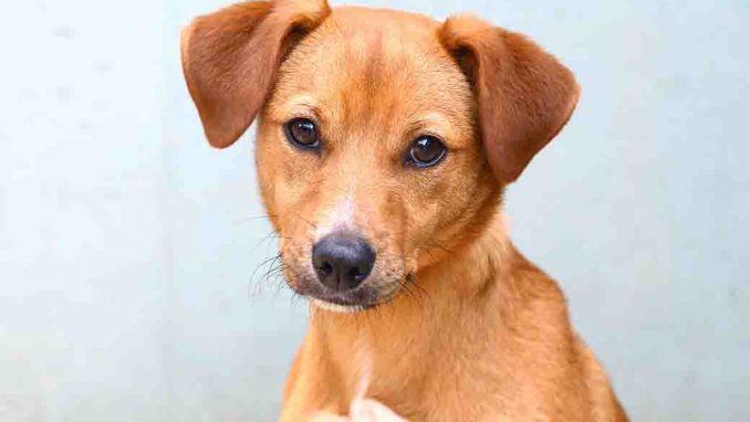 צ'ומפי כלב לאימוץ אגודת צער בעלי חיים בישראל