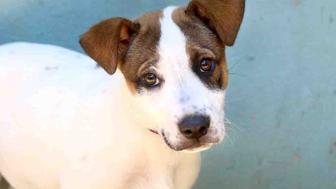 דייזי כלבה לאימוץ אגודת צער בעלי חיים בישראל