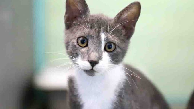 פולה חתולה לאימוץ אגודת צער בעלי חיים בישראל