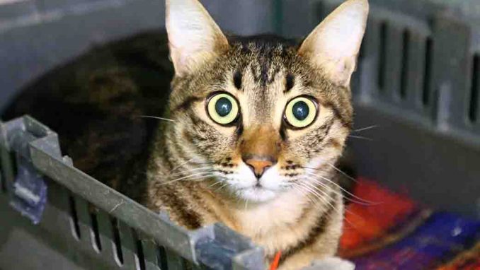 לואי חתול לאימוץ אגודת צער בעלי חיים בישראל