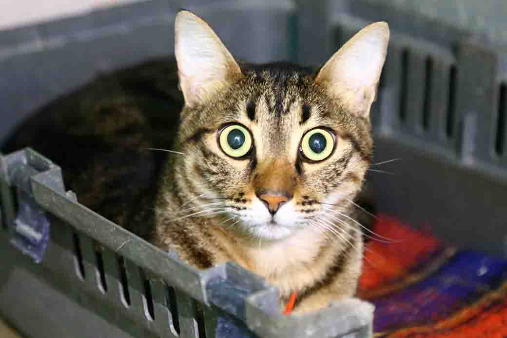 לואי חתול לאימוץ אגודת צער בעלי חיים בישראל