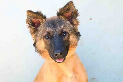 קיארה כלבה לאימוץ אגודת צער בעלי חיים בישראל