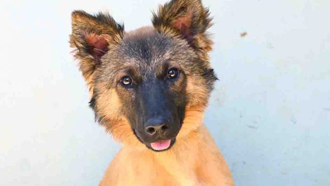 קיארה כלבה לאימוץ אגודת צער בעלי חיים בישראל