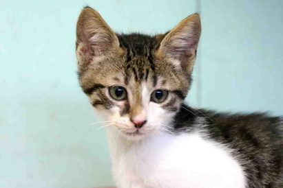 מיסטי חתולה לאימוץ אגודת צער בעלי חיים בישראל