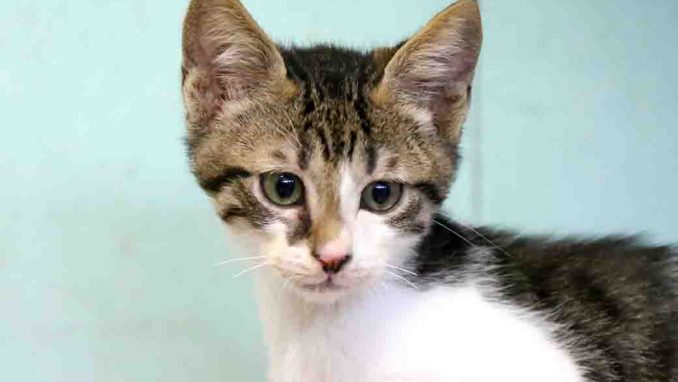 מיסטי חתולה לאימוץ אגודת צער בעלי חיים בישראל