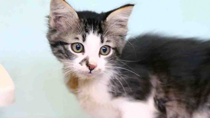 מרקו חתול לאימוץ אגודת צער בעלי חיים בישראל