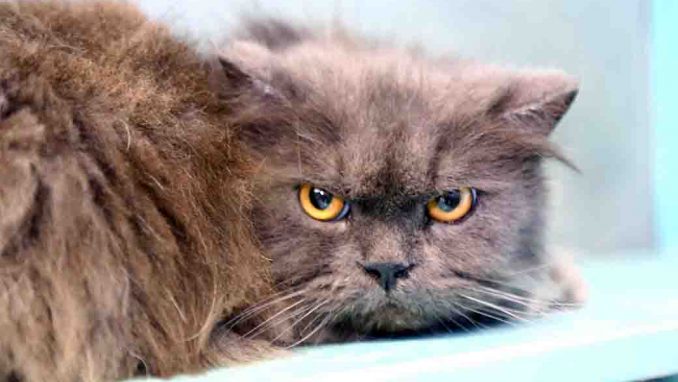 קרלוס חתול לאימוץ אגודת צער בעלי חיים בישראל