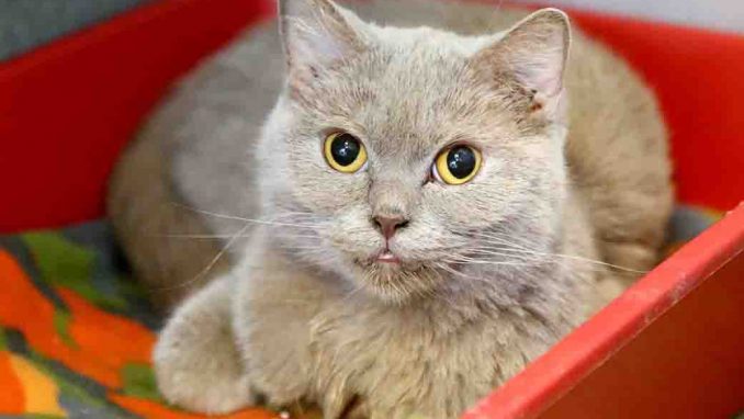 חלווה חתולה לאימוץ אגודת צער בעלי חיים בישראל