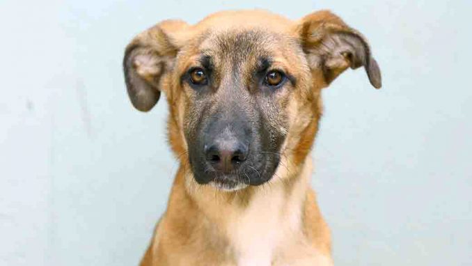 בוס כלב לאימוץ אגודת צער בעלי חיים בישראל