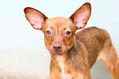 ג'וי כלבה לאימוץ אגודת צער בעלי חיים בישראל