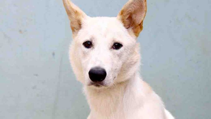 קוקו כלבה לאימוץ אגודת צער בעלי חיים בישראל